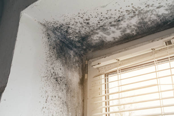 Affordable Mold Cleanup solutions in Belleville, IL